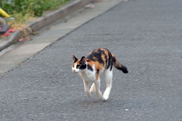 街のねこたち