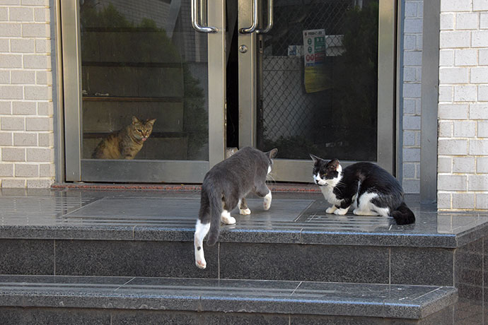 街のねこたち