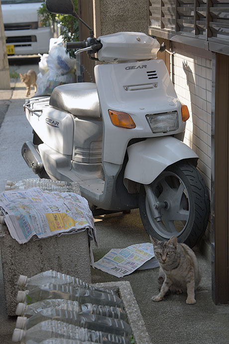 街のねこたち
