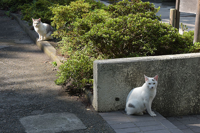 街のねこたち