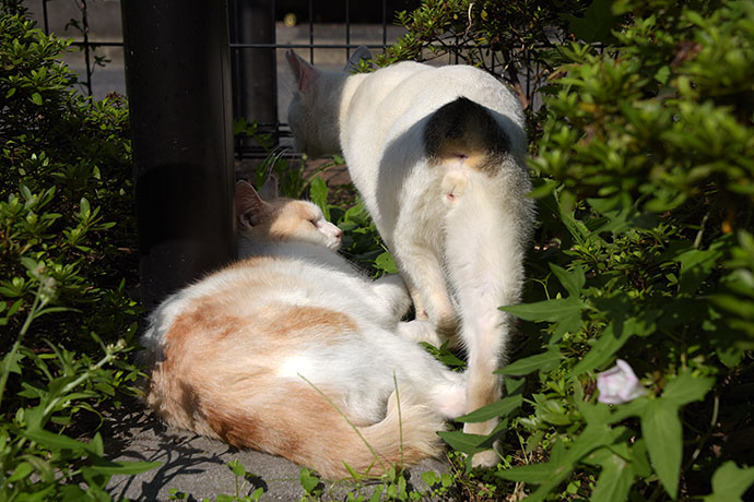 街のねこたち