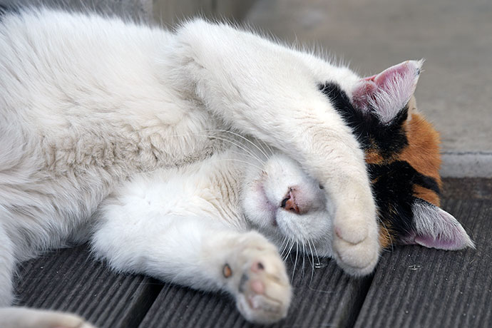 街のねこたち