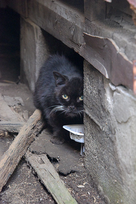 街のねこたち