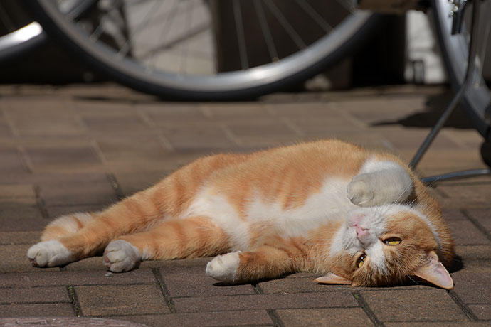 街のねこたち