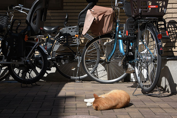 街のねこたち