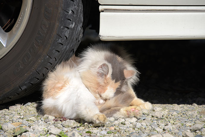 街のねこたち