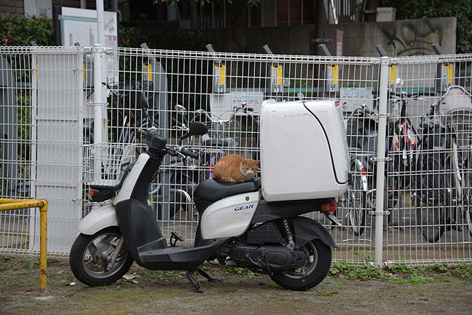 街のねこたち