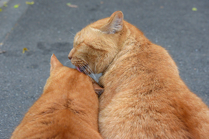 街のねこたち