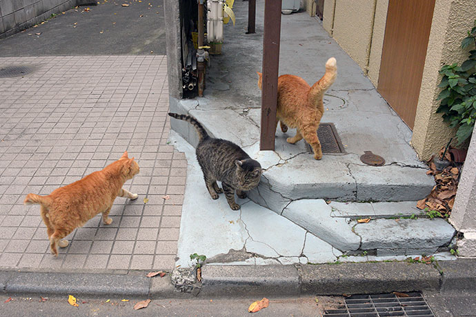街のねこたち