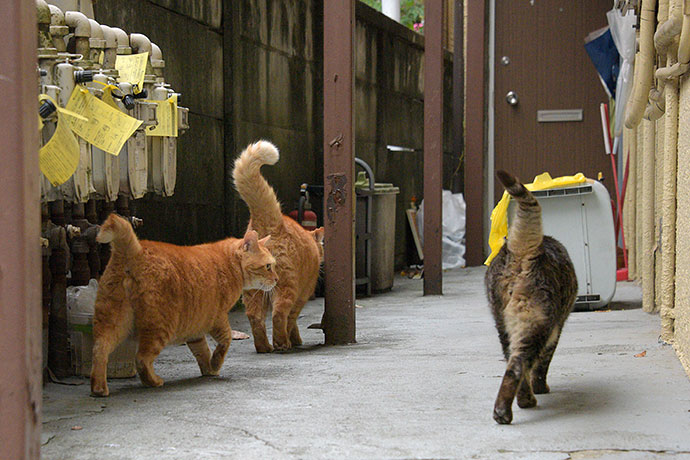 街のねこたち