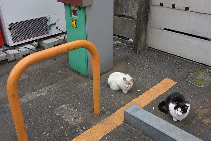 街のねこたち