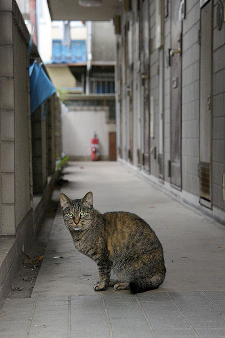 街のねこたち