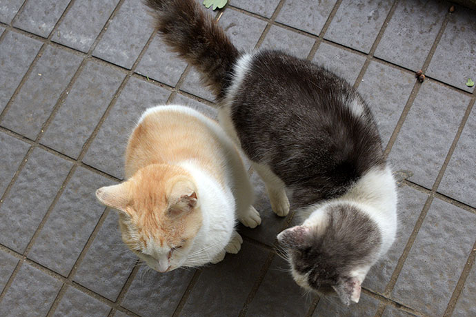 街のねこたち