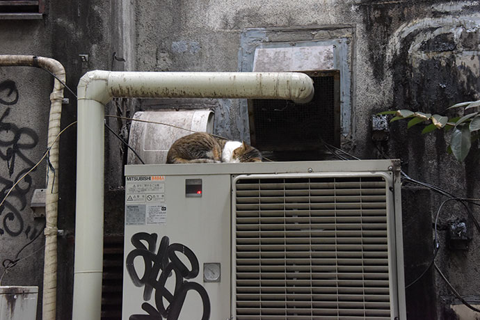 街のねこたち