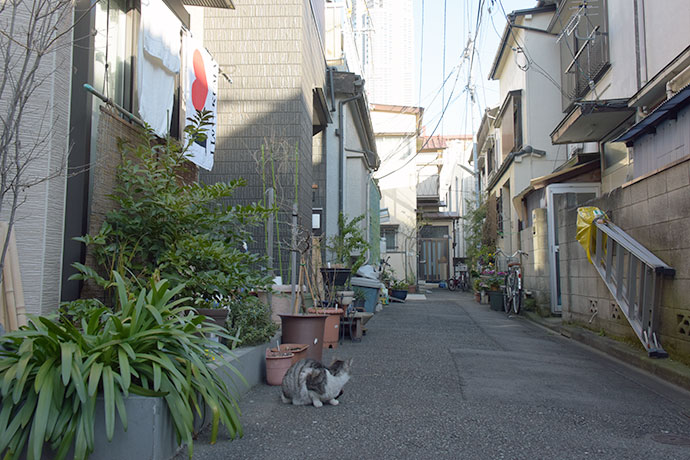 街のねこたち