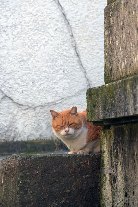街のねこたち