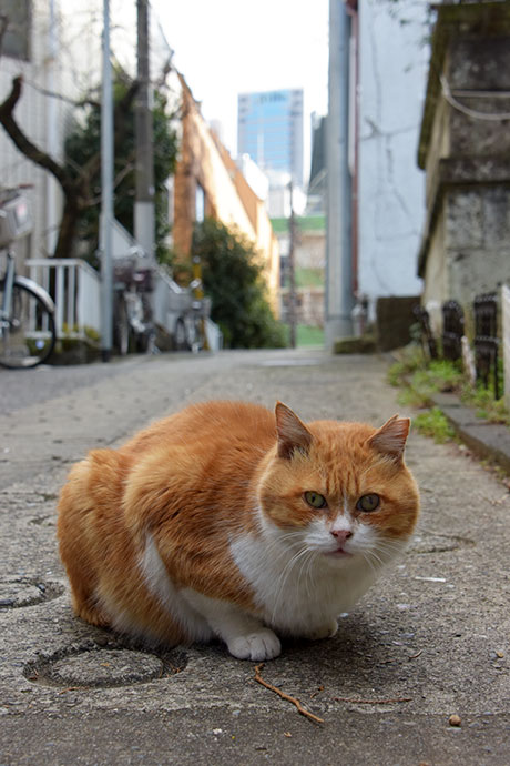 街のねこたち
