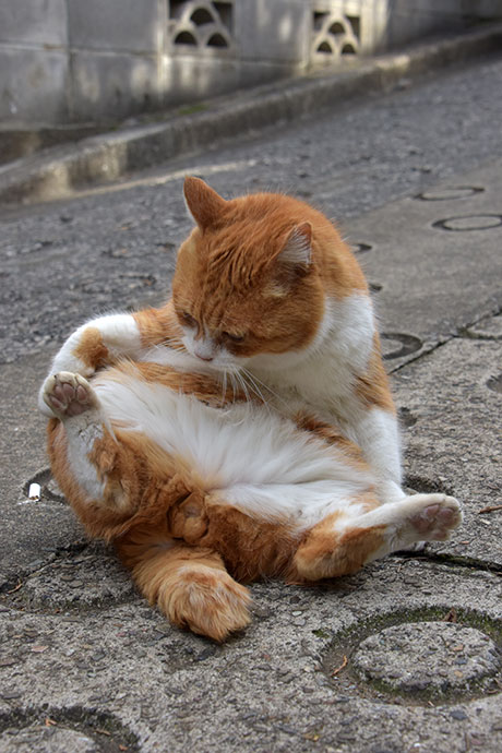 街のねこたち
