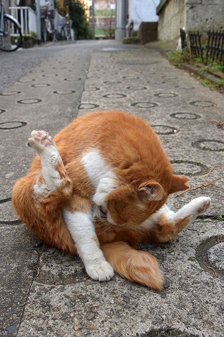 街のねこたち