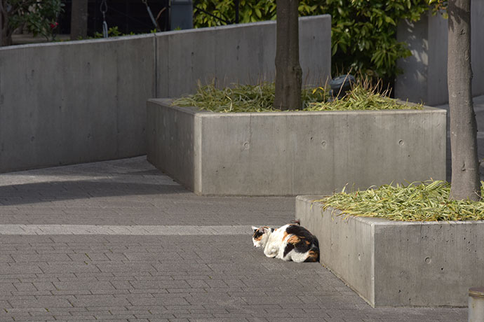 街のねこたち