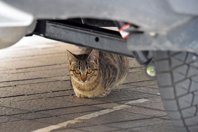 街のねこたち