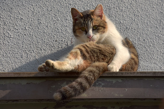街のねこたち