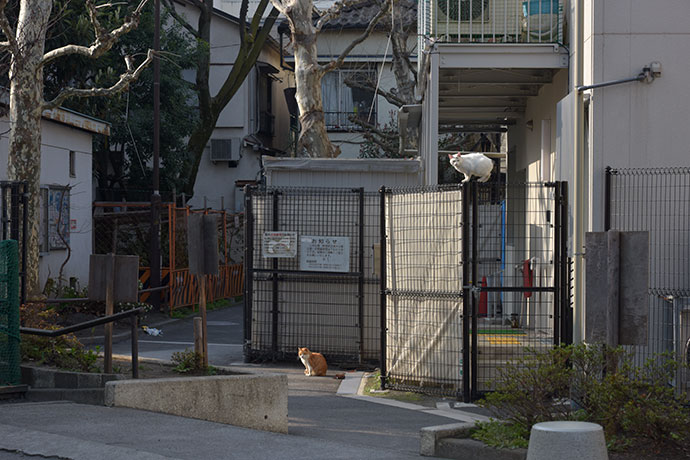 街のねこたち