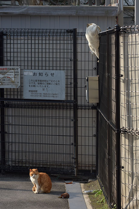 街のねこたち