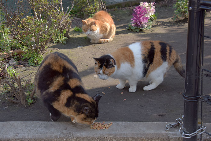 街のねこたち