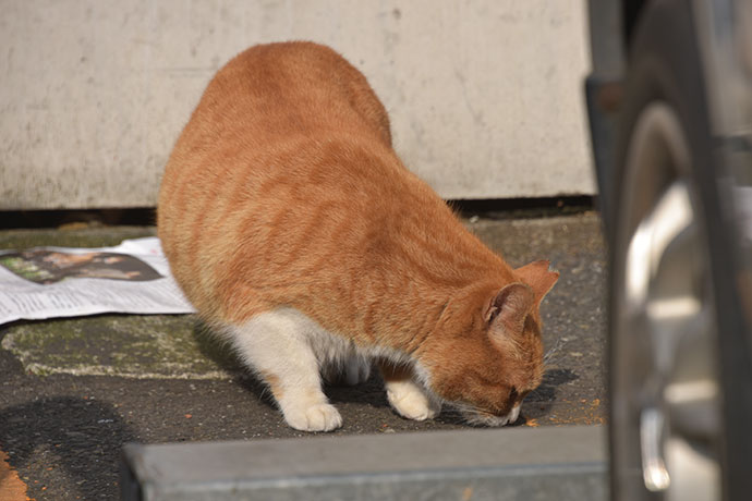 街のねこたち