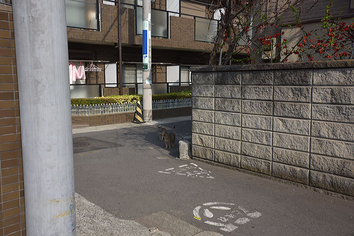 街のねこたち