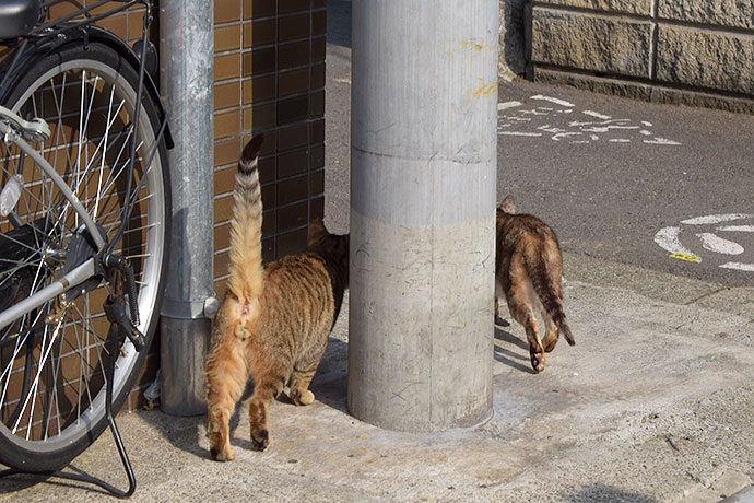街のねこたち