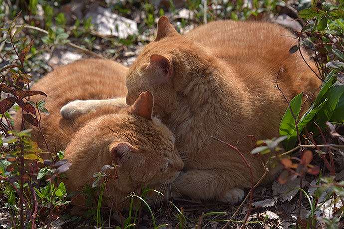 街のねこたち
