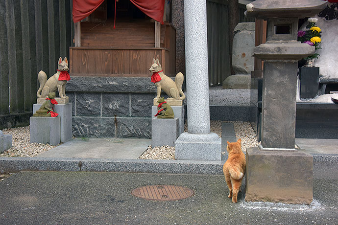 街のねこたち