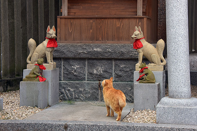 街のねこたち