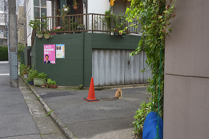 街のねこたち