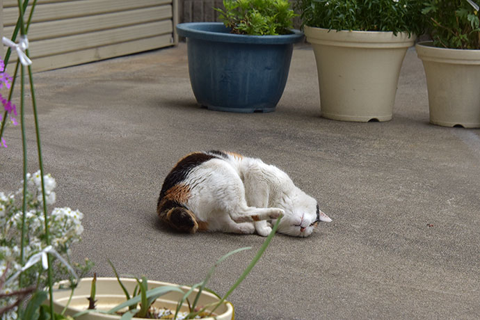 街のねこたち