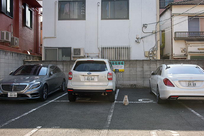 街のねこたち