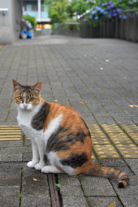 街のねこたち
