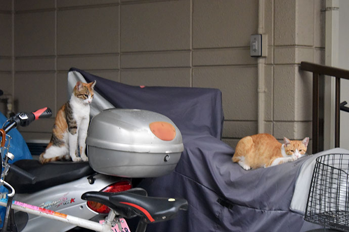 街のねこたち