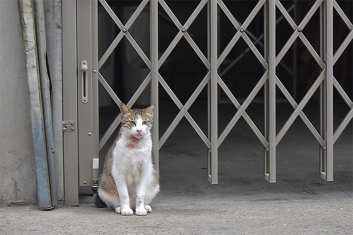 街のねこたち
