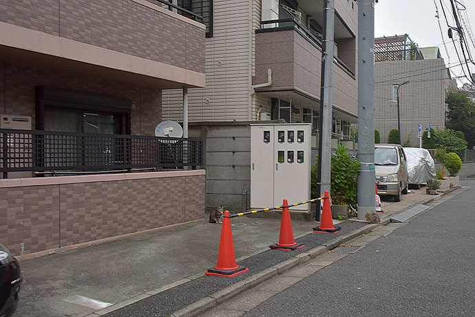 街のねこたち