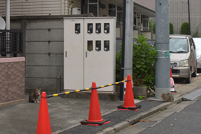 街のねこたち