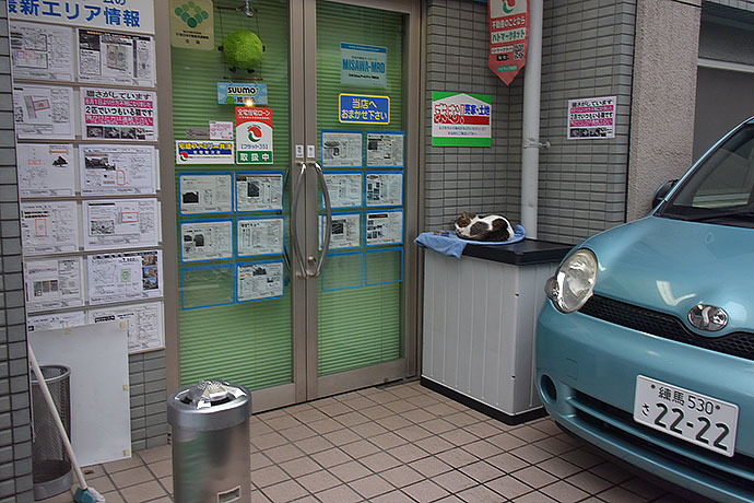 街のねこたち