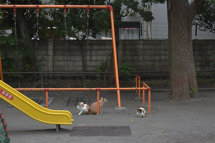 街のねこたち
