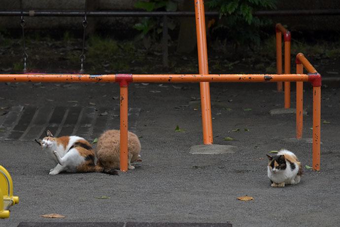 街のねこたち