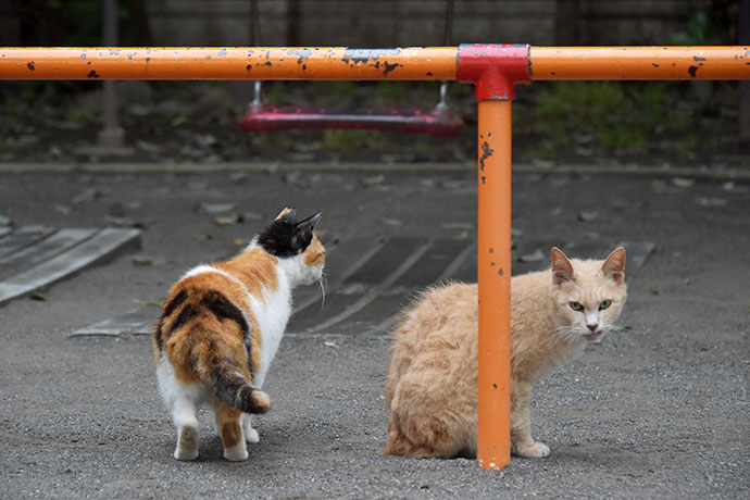 街のねこたち