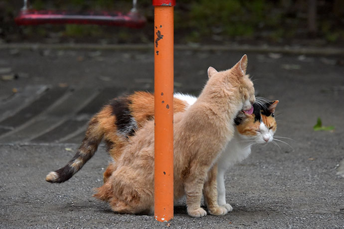 街のねこたち