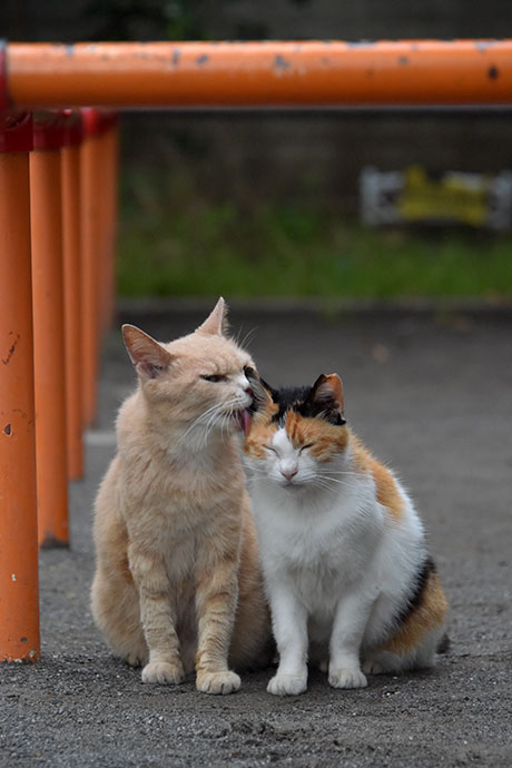 街のねこたち
