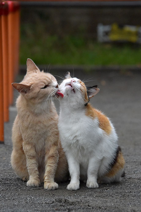 街のねこたち